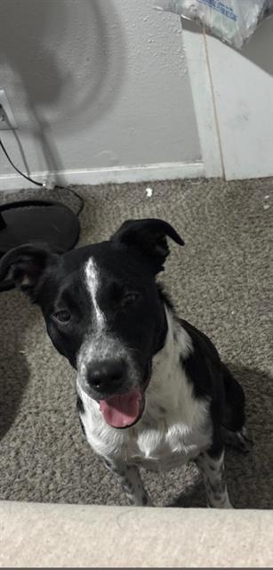 adoptable Dog in San Antonio, TX named OREO
