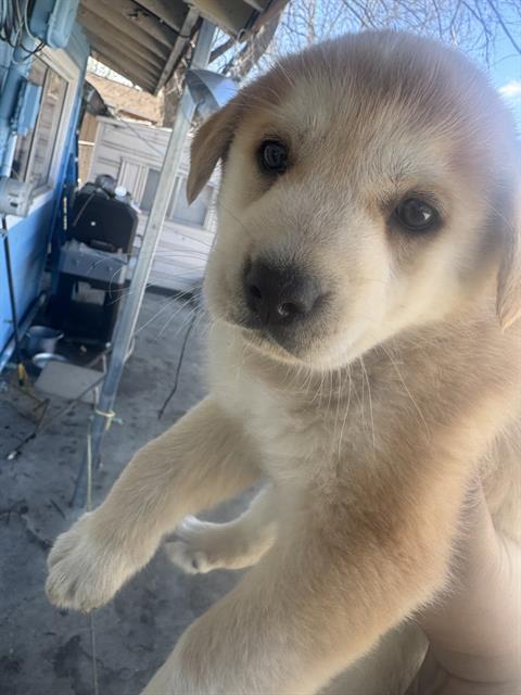 adoptable Dog in San Antonio, TX named A748390