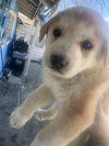 adoptable Dog in san antonio, TX named A748390