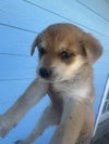 adoptable Dog in san antonio, TX named A748392