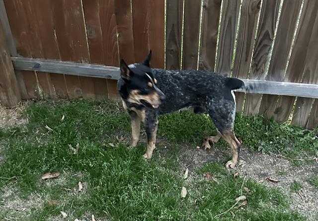 adoptable Dog in San Antonio, TX named BRONX