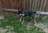 adoptable Dog in  named BRONX