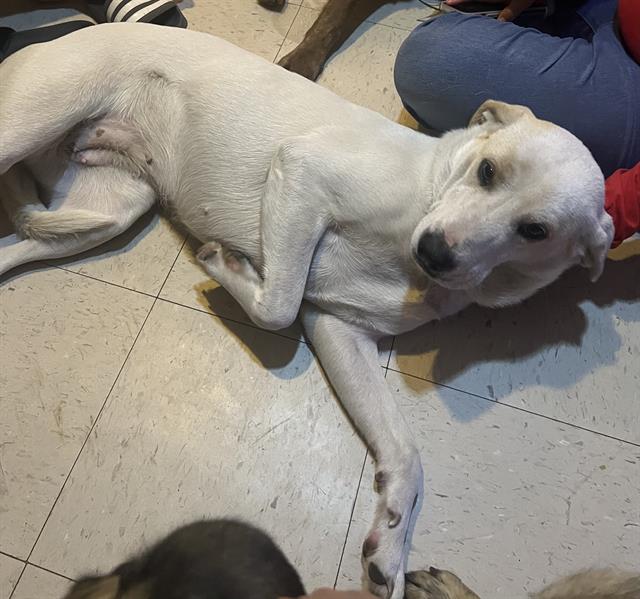 adoptable Dog in San Antonio, TX named MOLLY
