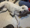 adoptable Dog in  named MOLLY