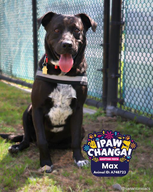 adoptable Dog in San Antonio, TX named MAX