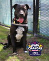 adoptable Dog in  named MAX