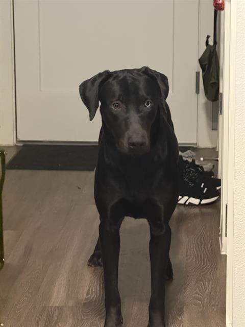 adoptable Dog in San Antonio, TX named CESAR