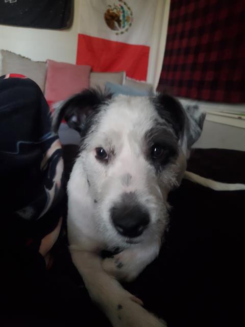 adoptable Dog in San Antonio, TX named OP