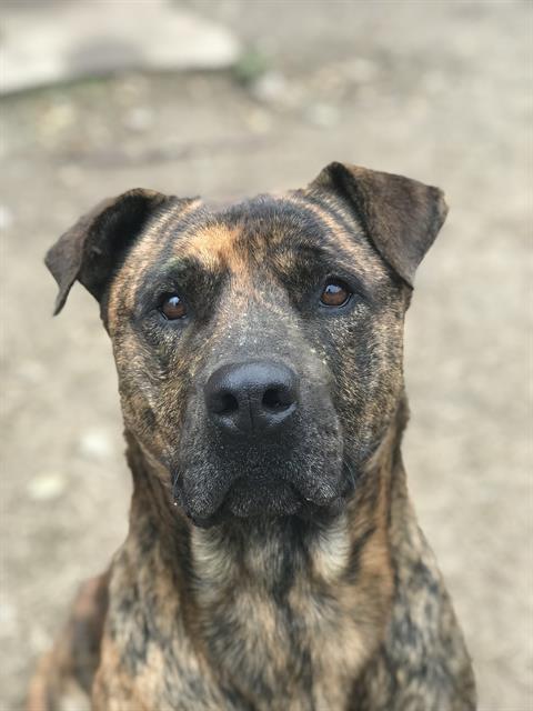 adoptable Dog in San Antonio, TX named MAX