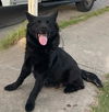 adoptable Dog in  named HERA