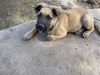 adoptable Dog in san antonio, TX named A749137