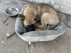 adoptable Dog in san antonio, TX named A749139