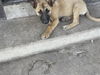 adoptable Dog in san antonio, TX named A749140