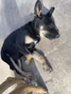 adoptable Dog in san antonio, TX named A749141