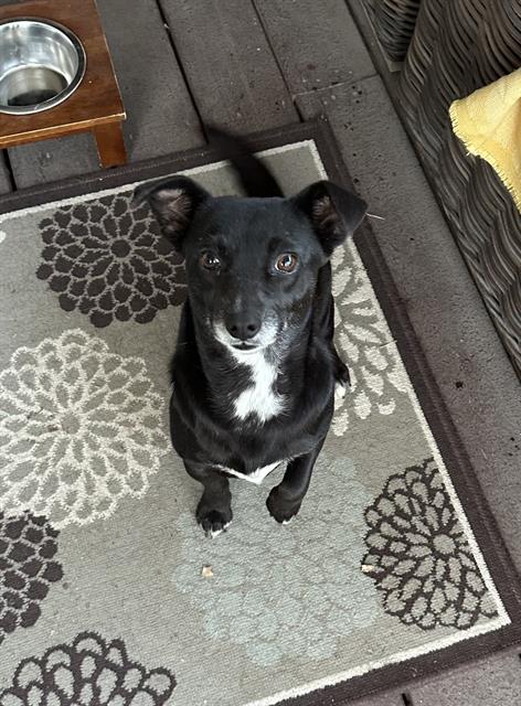 adoptable Dog in San Antonio, TX named CHULA