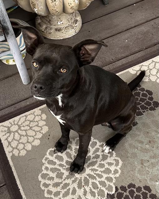 adoptable Dog in San Antonio, TX named MIJA