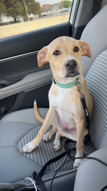 adoptable Dog in San Antonio, TX named SANDY