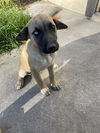 adoptable Dog in san antonio, TX named A749172