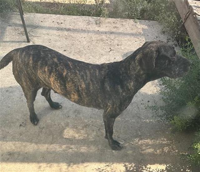 adoptable Dog in San Antonio, TX named SARI