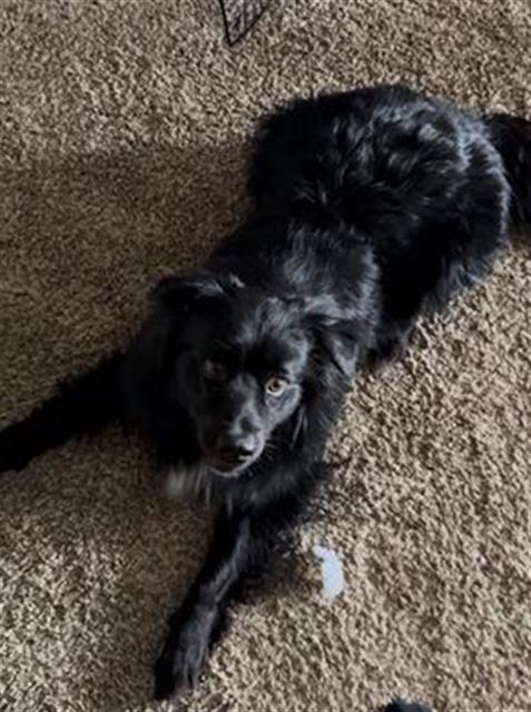 adoptable Dog in San Antonio, TX named KODA