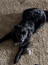 adoptable Dog in  named KODA