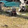 adoptable Dog in  named NIKKO