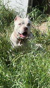 adoptable Dog in  named LALA