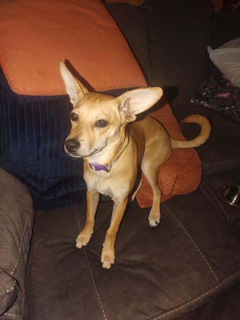 adoptable Dog in San Antonio, TX named KAYLA