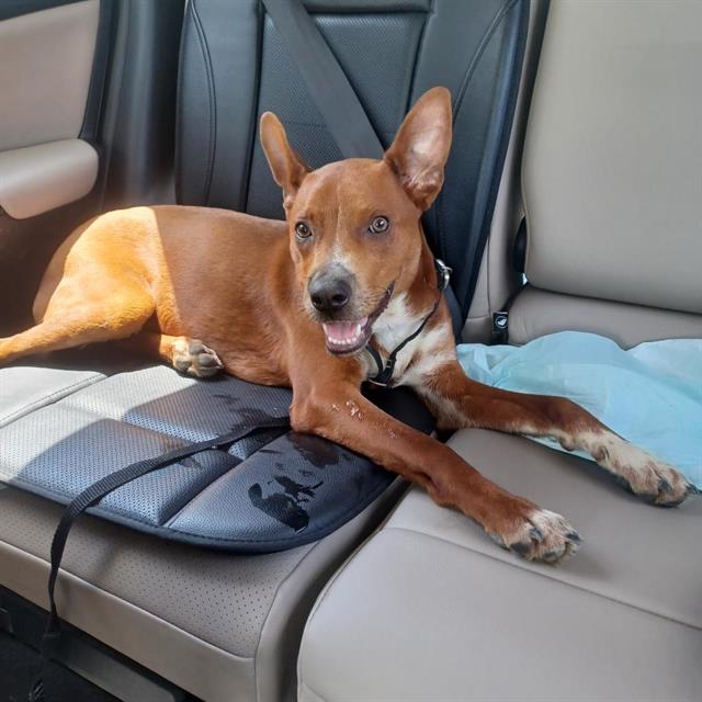 adoptable Dog in San Antonio, TX named FRANKIE