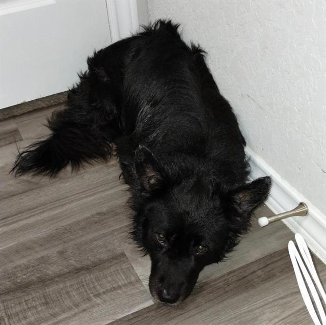 adoptable Dog in San Antonio, TX named JAY