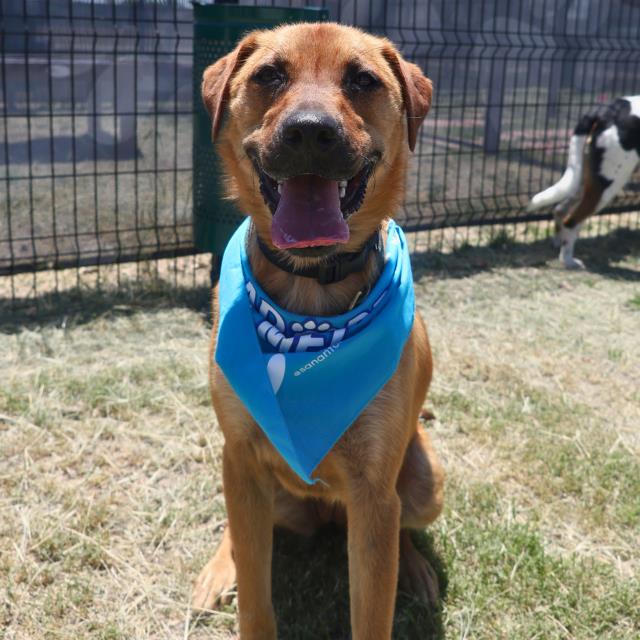adoptable Dog in San Antonio, TX named SNICKERS