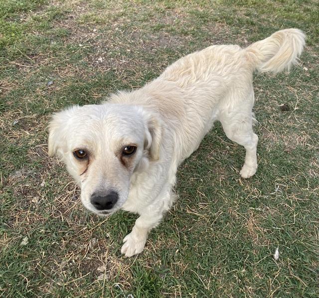 adoptable Dog in San Antonio, TX named HICCUP