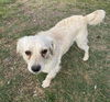 adoptable Dog in  named HICCUP