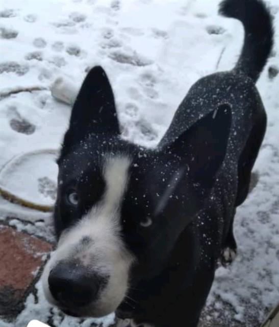 adoptable Dog in San Antonio, TX named TONY