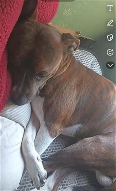adoptable Dog in San Antonio, TX named REGINALD