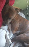 adoptable Dog in  named REGINALD