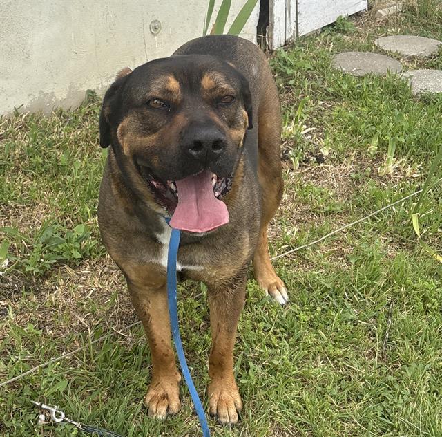 adoptable Dog in San Antonio, TX named KALIMAN