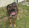 adoptable Dog in  named KALIMAN
