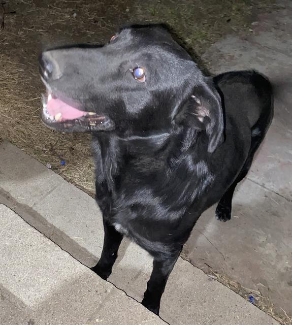 adoptable Dog in San Antonio, TX named REX
