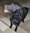 adoptable Dog in  named REX