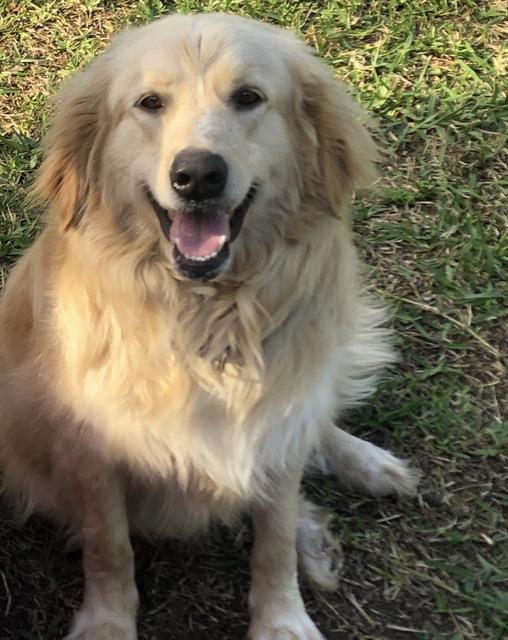 adoptable Dog in San Antonio, TX named MOLLY