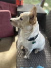 adoptable Dog in  named OZZY