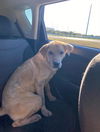 adoptable Dog in  named MILO