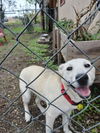 adoptable Dog in  named STELLA