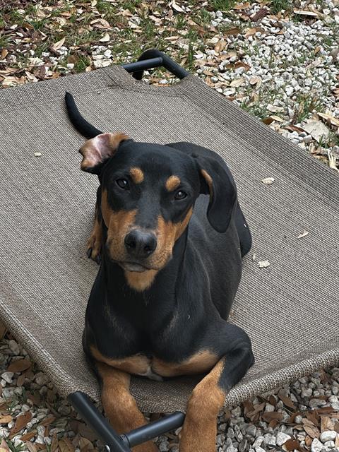 adoptable Dog in San Antonio, TX named ZEUS