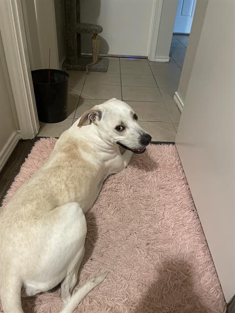 adoptable Dog in San Antonio, TX named SPIKE
