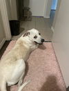 adoptable Dog in  named SPIKE