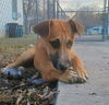 adoptable Dog in  named BLONDIE
