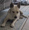 adoptable Dog in  named NOVA