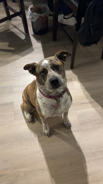 adoptable Dog in San Antonio, TX named BRUJA
